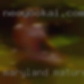 Maryland mature girls